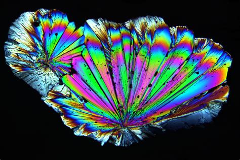 polarized sugar lab